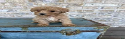 Miniature Labradoodle dogs for sale: Betsy - Ad 2