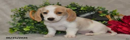 Dachshund dogs for sale: Ellie - Ad 1