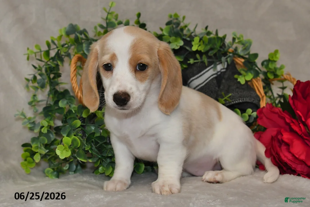 Dachshund dogs for sale: Ellie - Ad 1