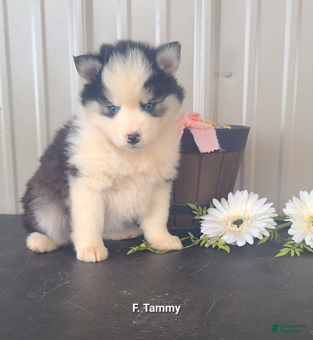 Gallery Image {{count}}