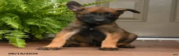 Belgian Malinois dogs for sale: Ursa - Ad 3