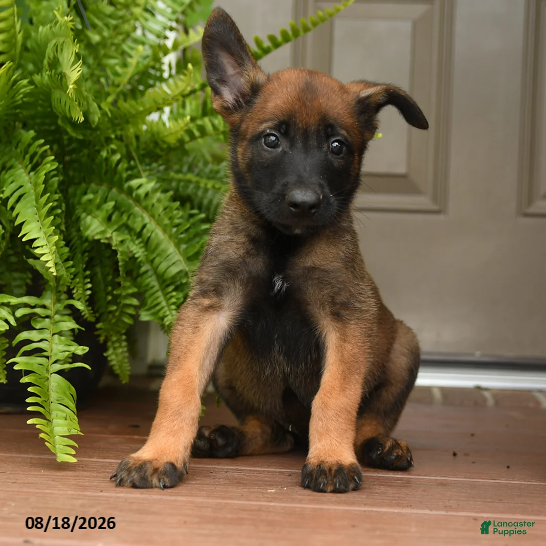 Belgian Malinois dogs for sale: Ursa - Ad 3