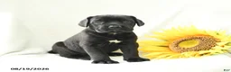 Cane Corso dogs for sale: Bunny - Ad 2