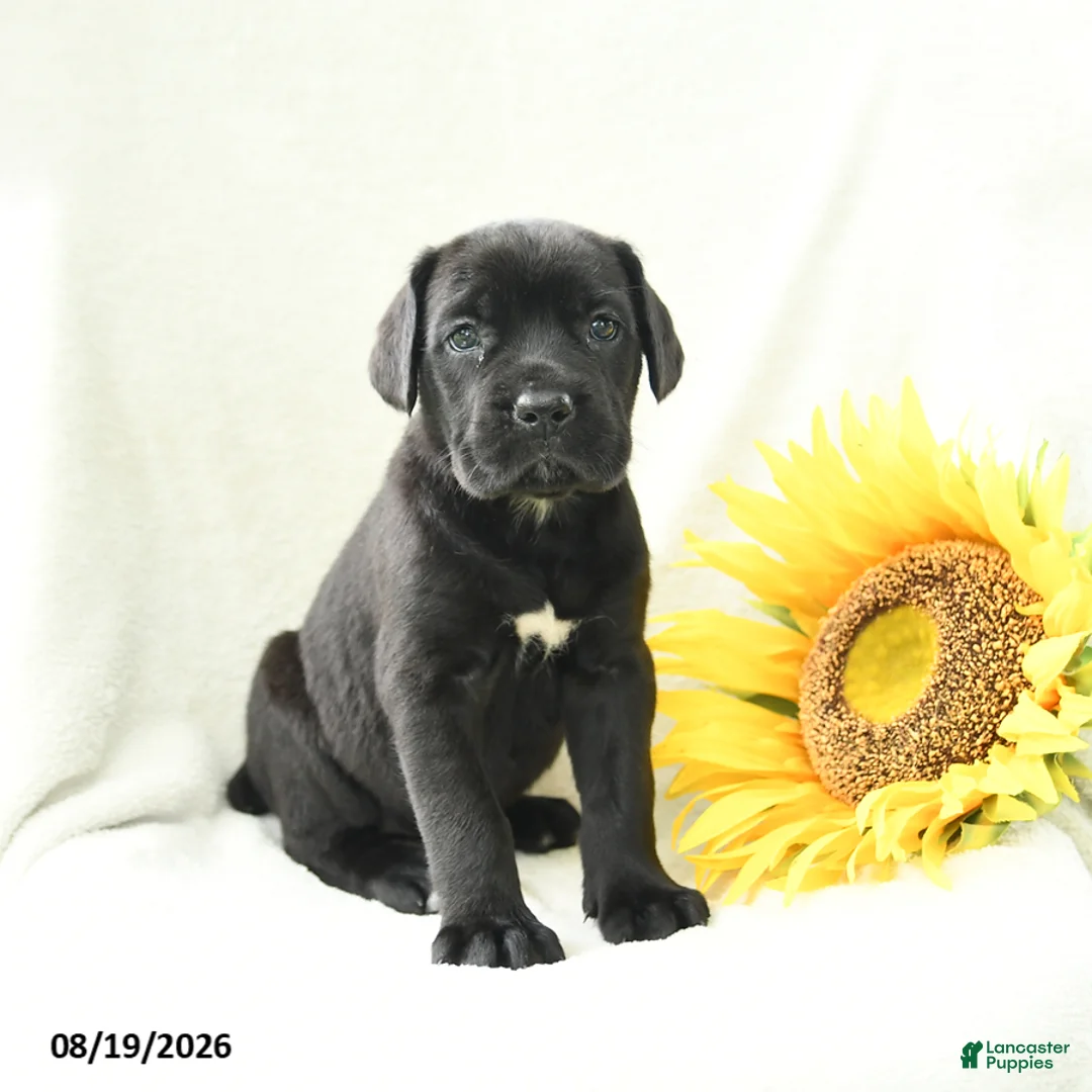 Cane Corso dogs for sale: Bunny - Ad 2