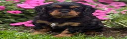 Cavalier King Charles Spaniel dogs for sale: Bonnie  - Ad 10