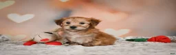 Morkie dogs for sale: Morkie 1Titus - Ad 10