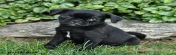 Pug dogs for sale: Duke - Ad 1