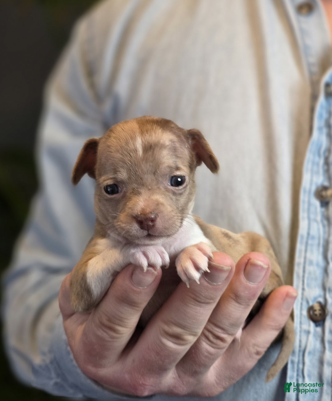 Chihuahua dogs for sale: Splash - Ad 6