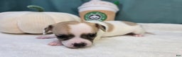 Chihuahua dogs for sale: Gigi - Ad 3