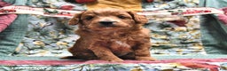 Goldendoodle dogs for sale: Brad  - Ad 2