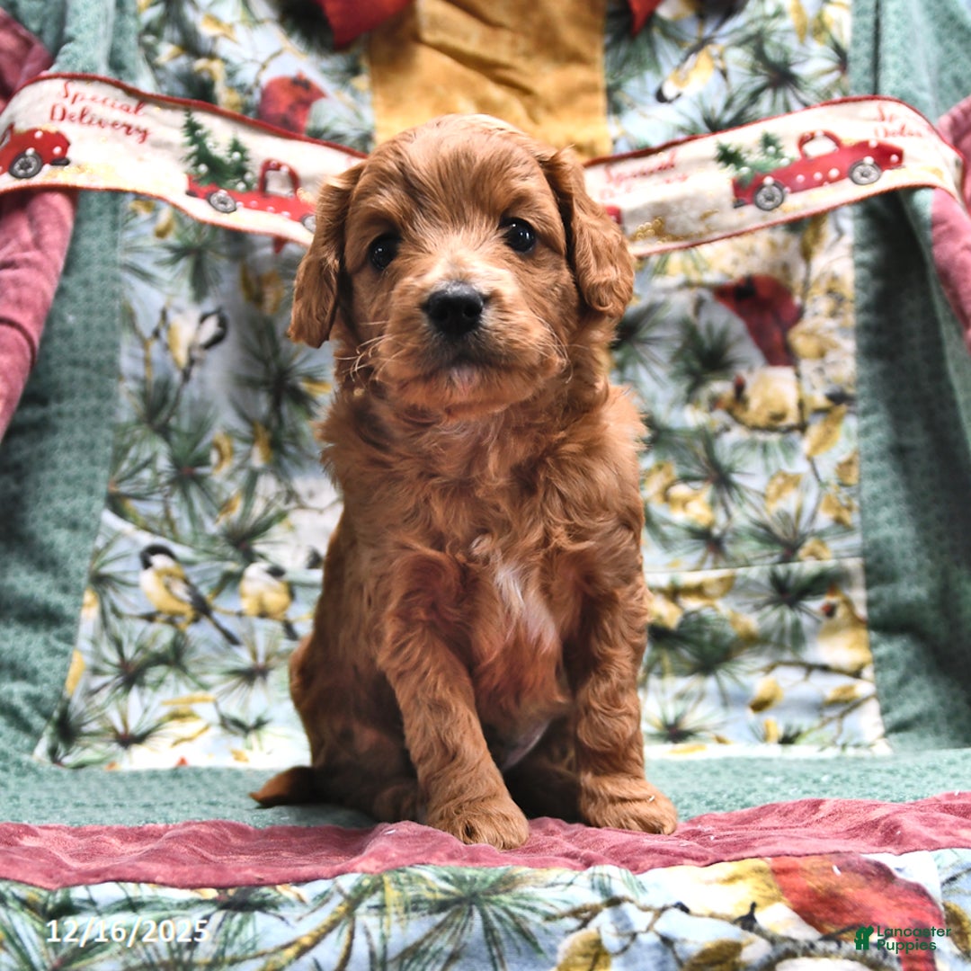 Goldendoodle dogs for sale: Brad  - Ad 2