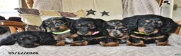 Miniature Dachshund dogs for sale: Buddy - Ad 5