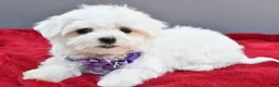 Maltese dogs for sale: Donna - Ad 6