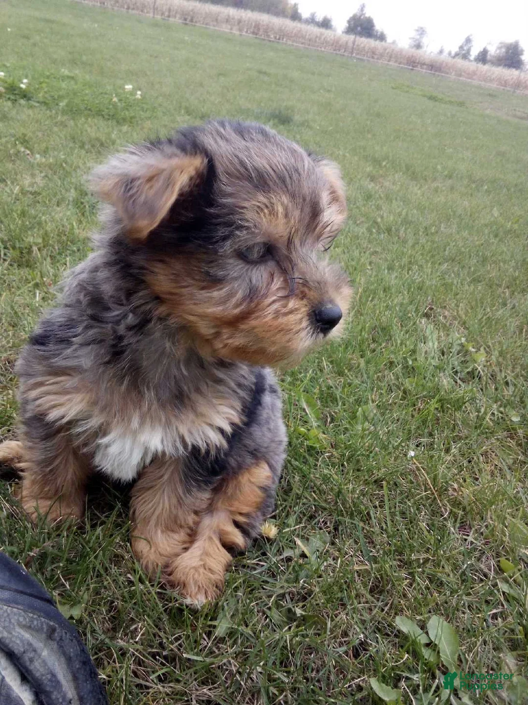 Yorkshire Terrier dogs for sale: Rufas - Ad 2