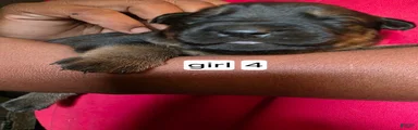 Mixed Breed 4