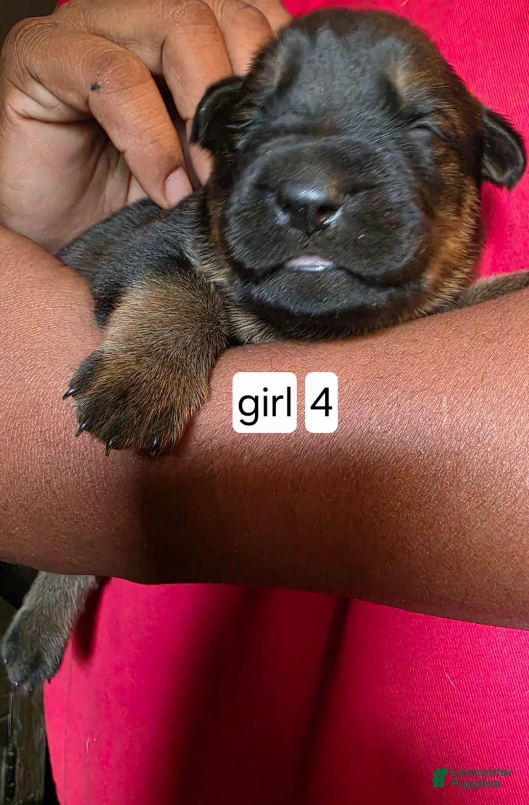 Mixed Breed dogs for sale: Mixed Breed 4 - Ad 1