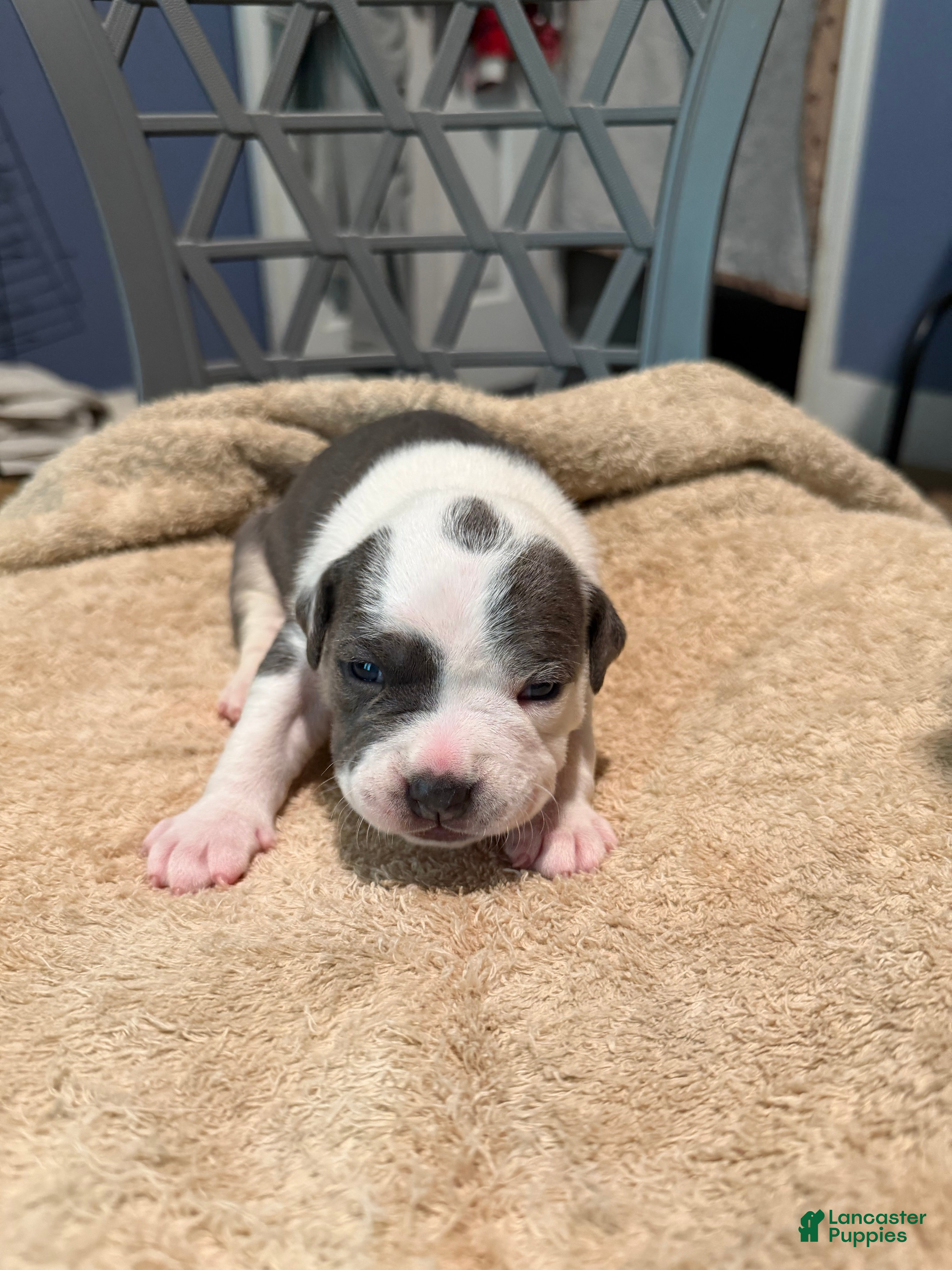 American Bully dogs Girl 2 - Ad 2