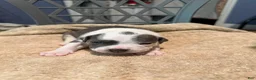American Bully dogs for sale: Girl 2 - Ad 2
