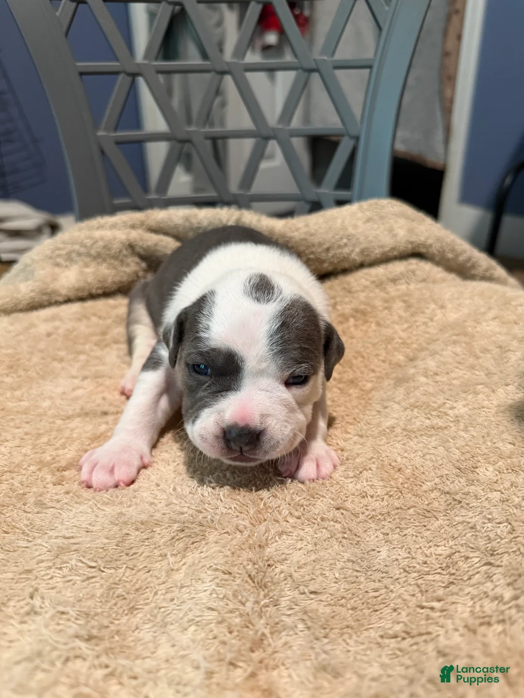 American Bully dogs for sale: Girl 2 - Ad 2
