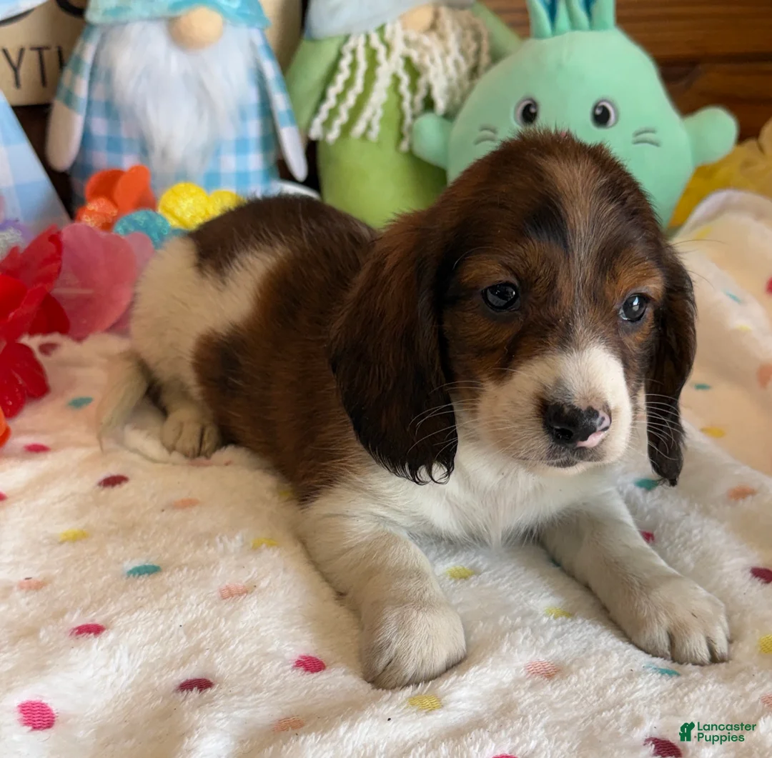 Miniature Dachshund dogs for sale: Marco - Ad 4