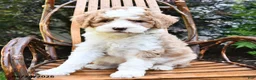Mini Bernedoodle dogs for sale: Misty - Ad 3