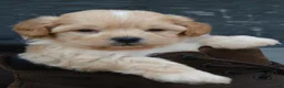 Shihpoo dogs for sale: Patrick - Ad 4
