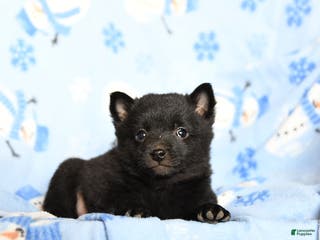 Schipperke dogs Reggie - Ad 2