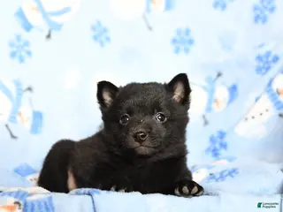 Schipperke dogs Reggie - Ad 3