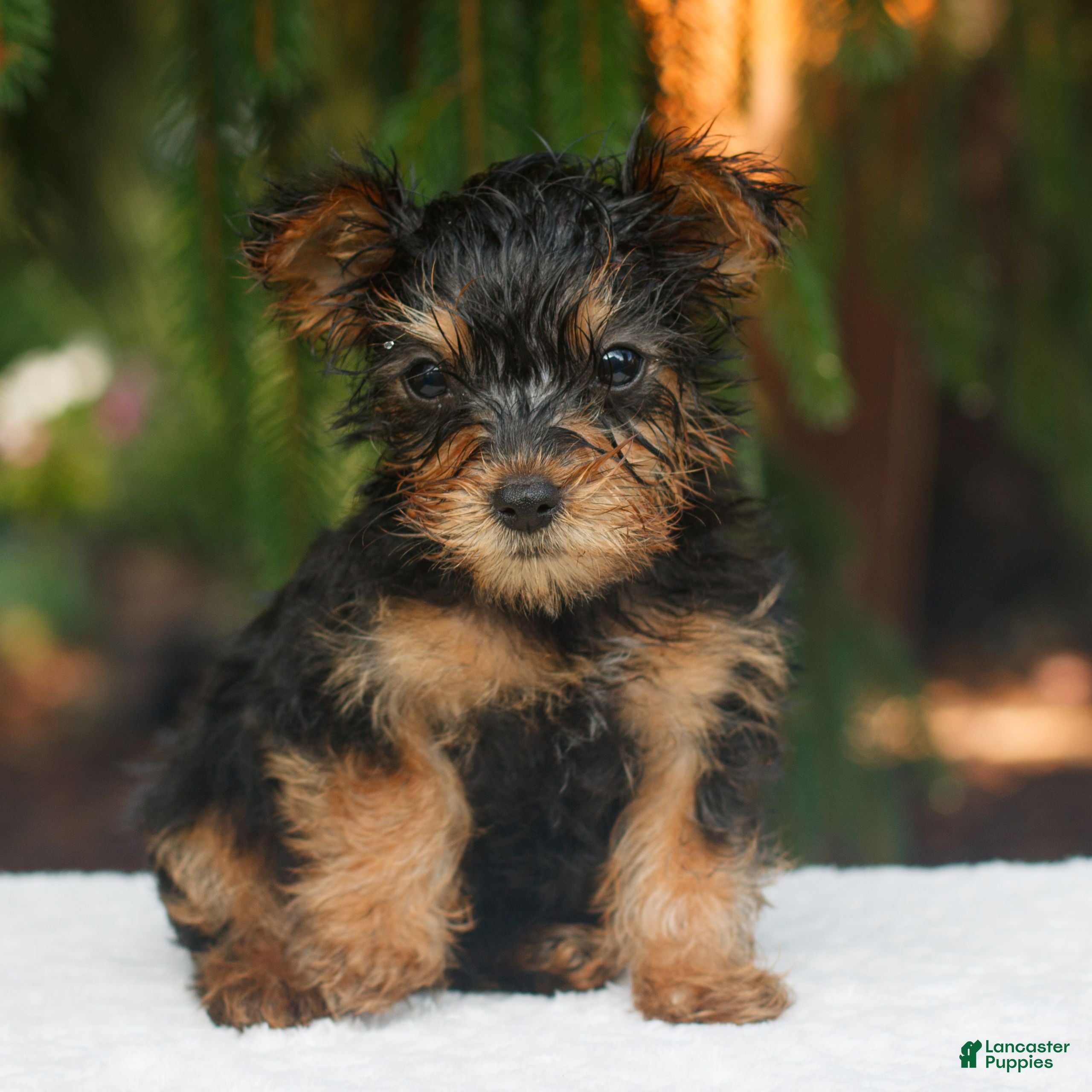 Yorkshire Terrier dogs Mars  - Ad 1