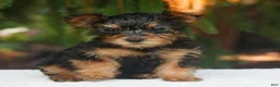 Yorkshire Terrier dogs for sale: Mars  - Ad 3