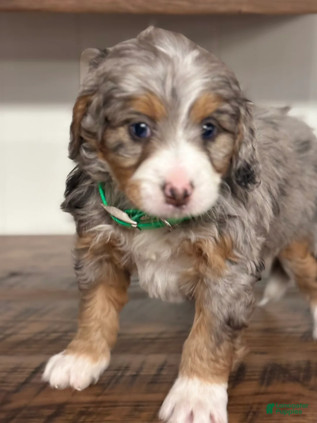 Mini Bernedoodle dogs for sale: Bailey Mini Bernedoodle Puppy 3 - Ad 6