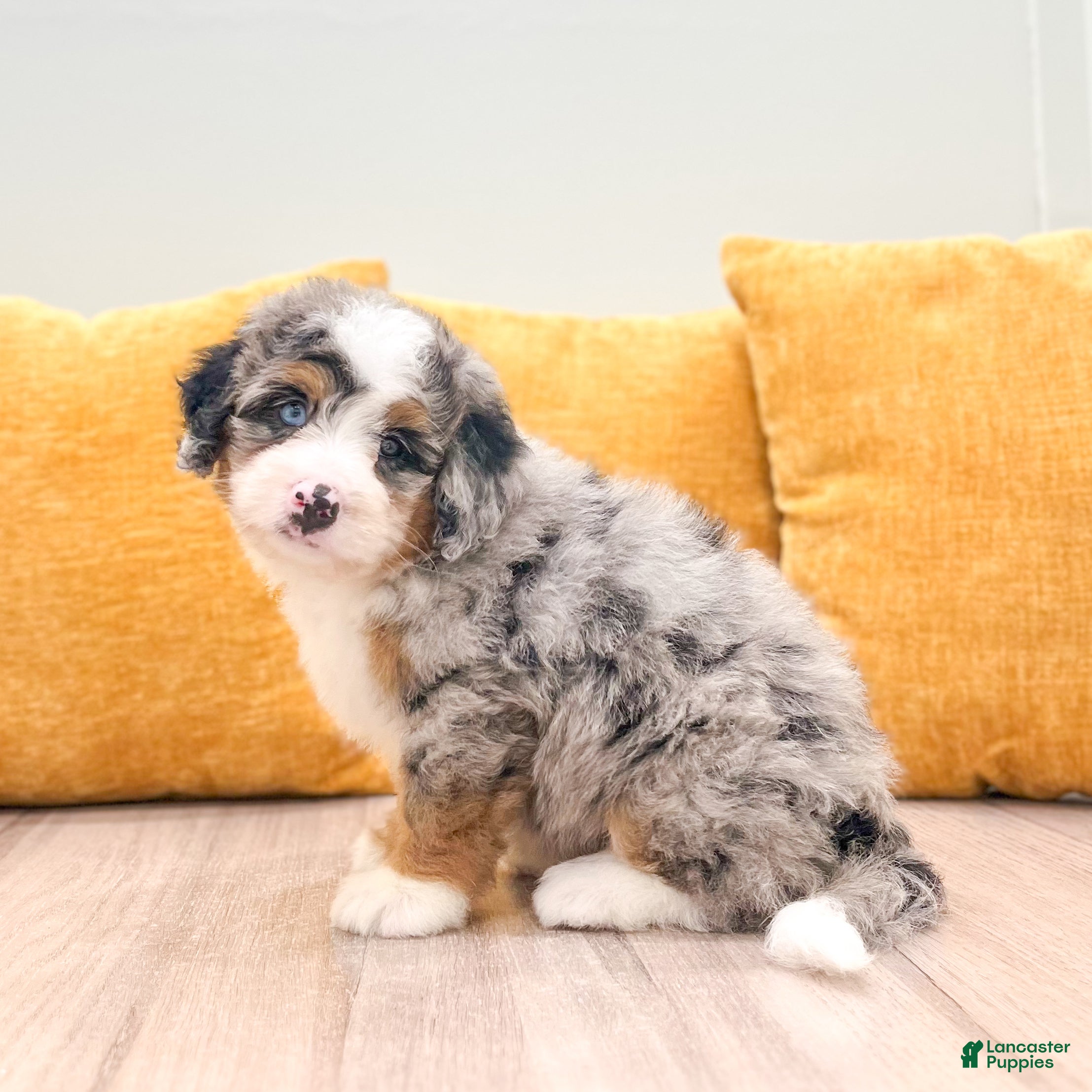 Mini Bernedoodle dogs Barbie - Blue Eyes - Ad 2