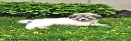 Mixed Breed dogs for sale: Bowan - Ad 12