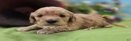 Cockapoo dogs for sale: Knotty - Ad 24