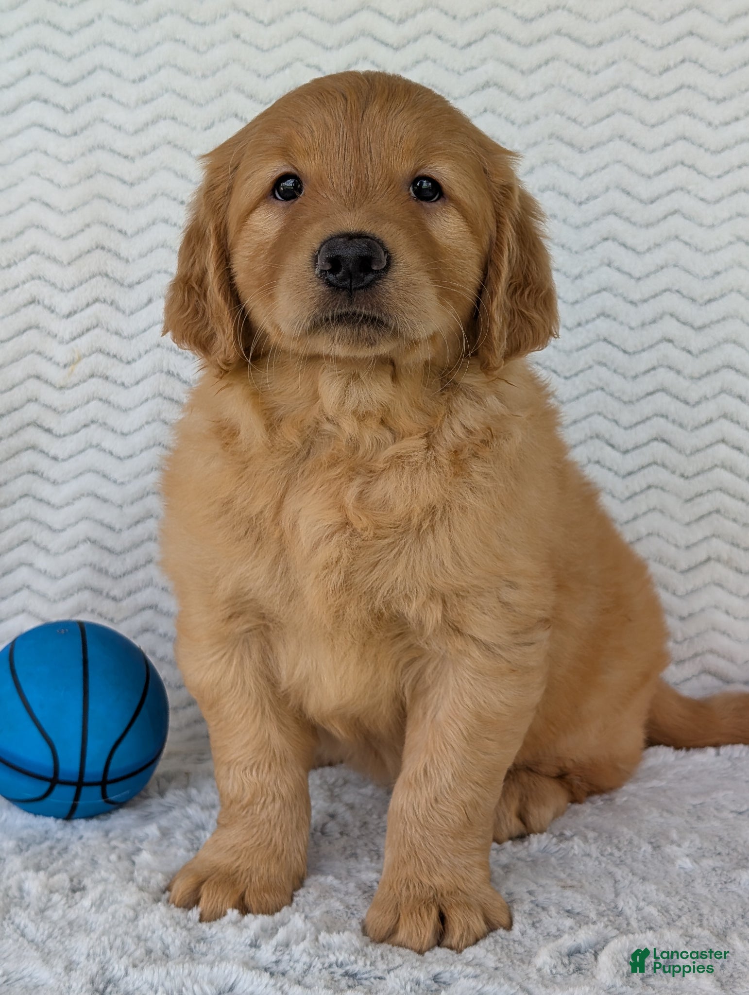 Golden Retriever dogs Charlie - Ad 5