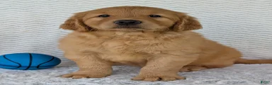 Charlie