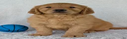 Golden Retriever dogs for sale: Charlie - Ad 1