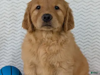 Golden Retriever dogs Charlie - Ad 5
