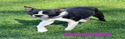 Boston Terrier dogs for sale: Lilac - Ad 6