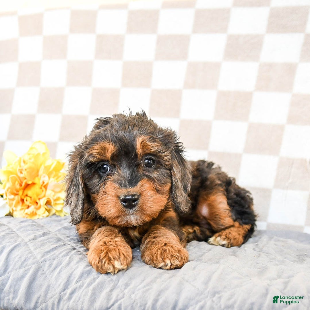 Cavapoo dogs for sale: Rain - Ad 1
