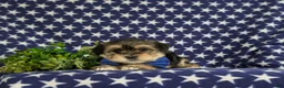 Morkie dogs for sale: Baxter 7 lbs Full Grown - Ad 5