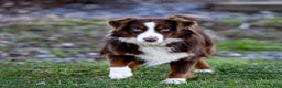 Miniature Australian Shepherd dogs for sale: Ivy - Ad 6