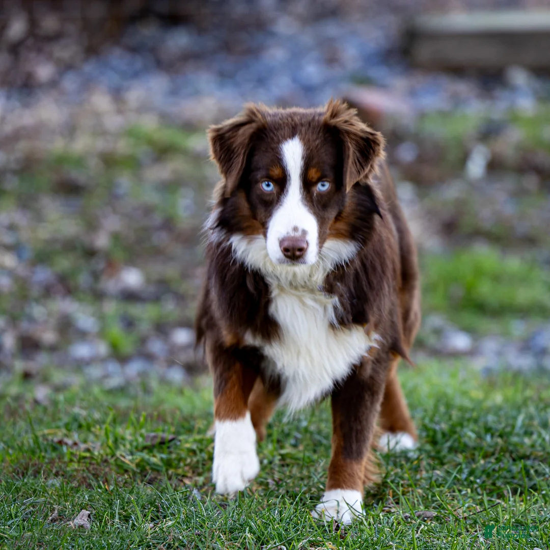 Miniature Australian Shepherd dogs for sale: Ike - Ad 6