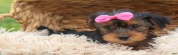 Yorkshire Terrier dogs for sale:  Betsy 🐶 - Ad 16