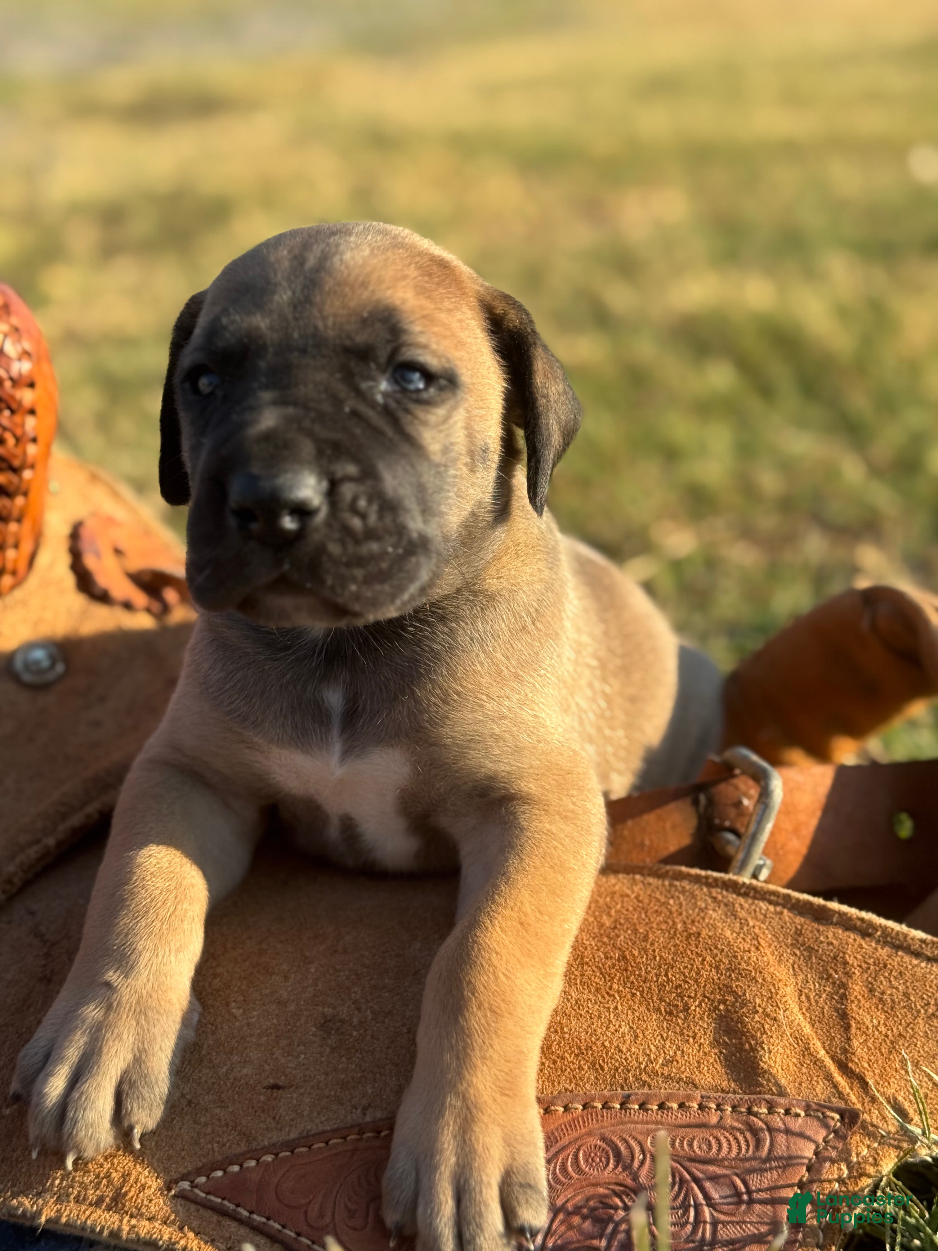 Great Dane dogs for sale: Bruno  - Ad 3
