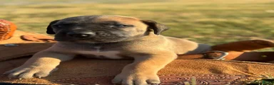 Bruno 