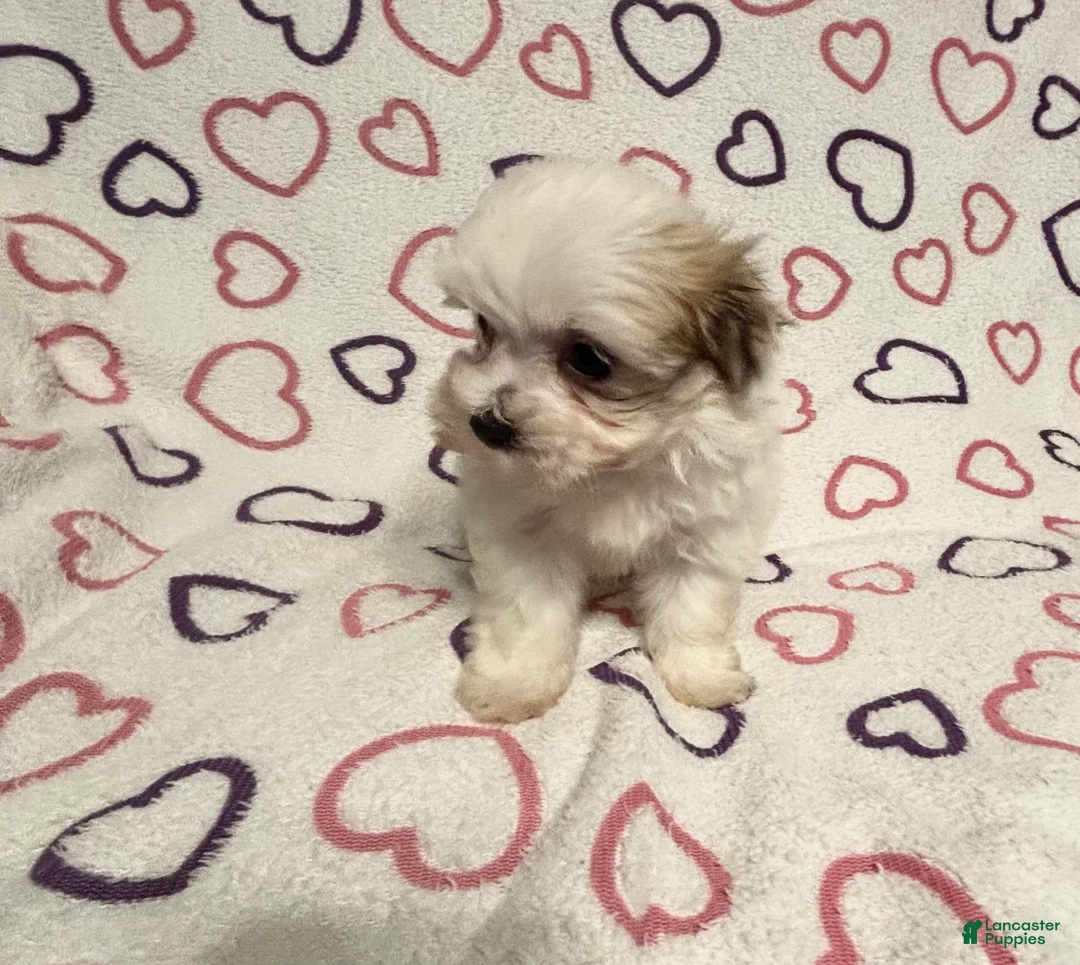 Maltipoo dogs for sale: Maltipoo Puppy 2 - Ad 12