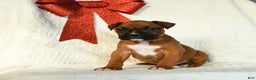 Boxer dogs for sale: Frosty - Ad 3