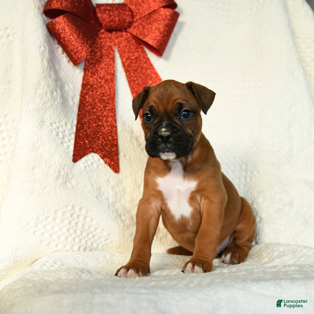 Boxer dogs for sale: Frosty - Ad 3