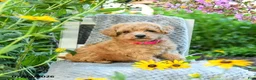 Maltipoo dogs for sale: Lily - Ad 1
